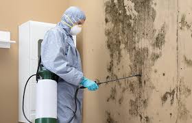 Best Basement Mold Removal in Wanamingo, MN